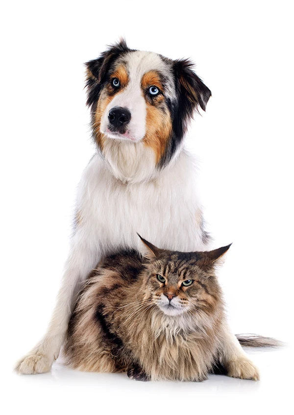 Dog With Cat At Friendly Moment