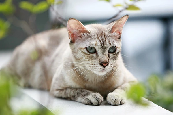 Lovely Gray Cat Sitting Outdoor