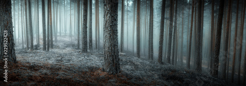 Free Download Autumn misty forest - GFXLoad