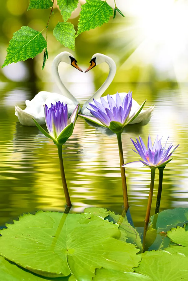 Image Of A Lotus In Water And Swans