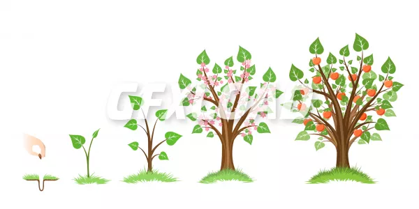 Apple tree growth cycle Tree plant apple cycle botanical gardening growth fruit natural apple crop food vector illustration