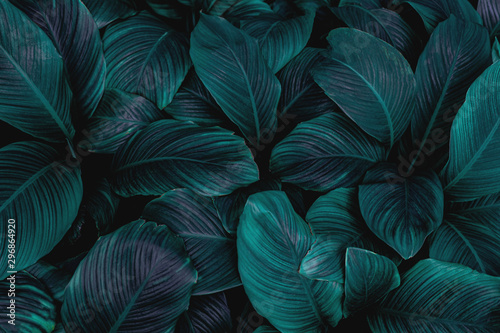 Leaves of spathiphyllum cannifolium abstract dark green texture nature background tropical leaf