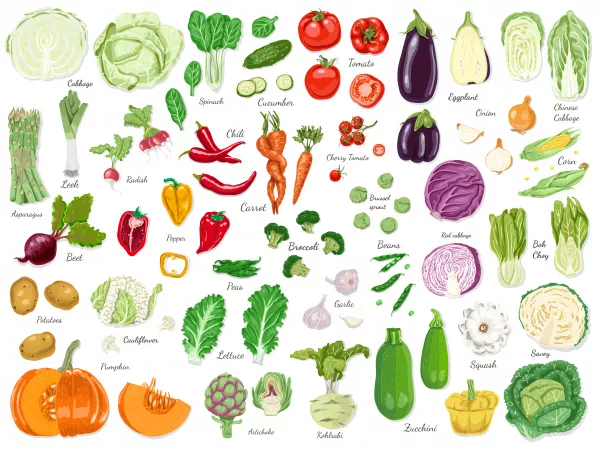 Big Set Colored Vegetables