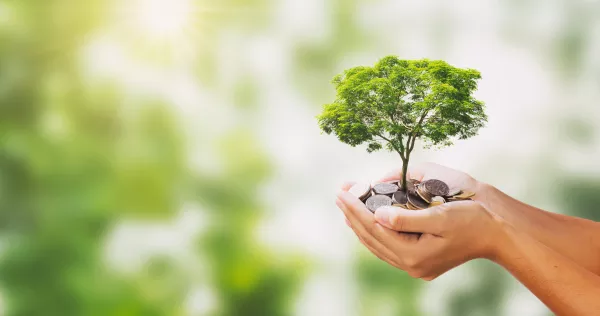 Tree Growing Pile Money Hand Green Nature Background